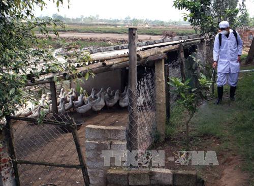 Thanh Hóa cấp bách phòng chống cúm A/H7N9 